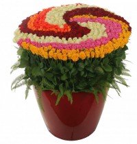 Composition of roses 